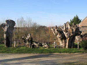123. trognes Boursay
